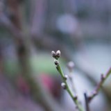 La douceur des températures fait gonfler les premiers bourgeons